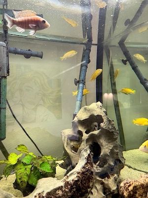 Aquarium 340 Liter Bild 2