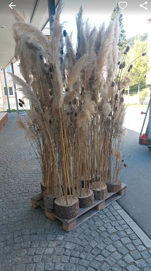 Pampasgras stehend in Baumscheiben, rustikal, Deko, Hochzeit