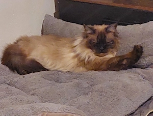 Katze zu verkaufen Bild 3