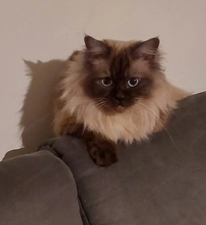 Katze zu verkaufen Bild 2