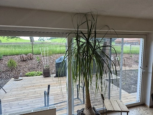 Habe verschiedene fenster und 2 schiebetüren  Bild 4