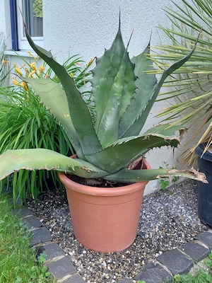 Wunderschöne spanische Kakteen Agave  Bild 2