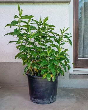Rosmarin, Phlox im großenTopf; Phlox im 15 lt. Topf   Bild 3
