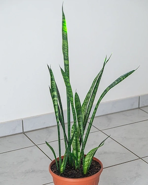 Zimmerpflanze, Sansevieria, hoch, Bogenhanf, Grünpflanze