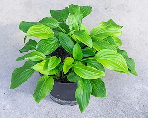 Funkie, Hosta, Spinnweb-Hauswurz,   Bild 3