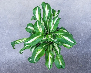 Funkie, Hosta, Spinnweb-Hauswurz,   Bild 2