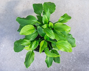 Funkie, Hosta, Spinnweb-Hauswurz,   Bild 4