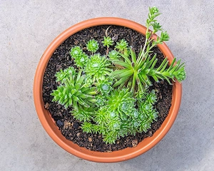 Funkie, Hosta, Spinnweb-Hauswurz,   Bild 6