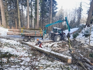 Forstarbeiten   Holzschlägerung   Baumfällung