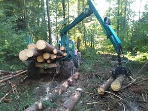 Forstarbeiten   Holzschlägerung   Baumfällung Bild 2