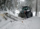 Forstarbeiten   Holzschlägerung   Baumfällung Bild 5