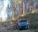 Forstarbeiten   Holzschlägerung   Baumfällung Bild 4