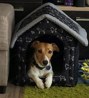 Artikel: Premium dog cave cat cave dog bed dog house dog house 44x38x45 CHOICE OF COLOR Hochwertiger Bild 3