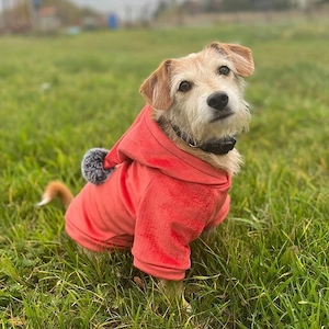 Artikel: Handmade SWEATSHIRT dog jacket dog hoodie WELUR clothing COLOR CHOICE Hochwertiger Artikel  Bild 3