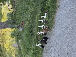 Junge Laufenten  Bild 9
