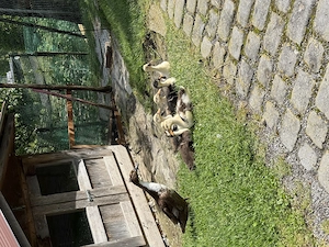Junge Laufenten  Bild 6