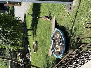 Junge Laufenten  Bild 7