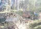 Forstarbeiten   Holzschlägerung   Baumfällung Bild 8