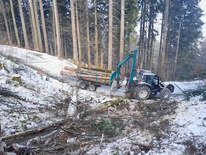 Aufarbeitung Käferholz   Holzschlägerung   Forstarbeiten Bild 2