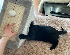Artikel: Playhouse cats animal bed cat bed sleeping place 50x25 Hochwertiger Artikel aus unserem Onl Bild 3