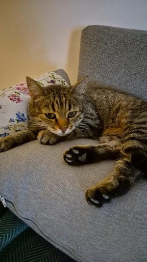 Vermisst: unsere Katze Pfefferminzi Bild 3