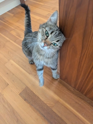 Vermisst: unsere Katze Pfefferminzi Bild 4