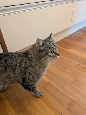 Vermisst: unsere Katze Pfefferminzi Bild 5