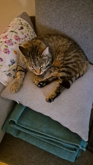 Vermisst: unsere Katze Pfefferminzi Bild 6
