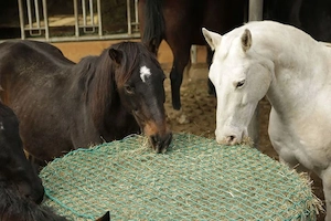 Artikel: Premium horse round bale hay net 1.50m x 1.50m Hochwertiger Artikel aus unserem Online-Shop Bild 5