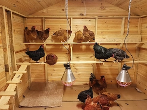 Haus Huehner Nest fuer Legehennen mit Matte 4 Plaetze Zellen integrierter Ei Ablage Huhn Bild 8