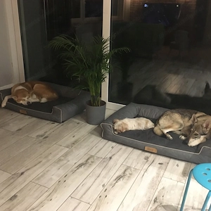 Design Handmade Hundebett Hundekissen Sofa Hundesofa Tierbett Katzenbett Hundekorb Schlafplatz mit N Bild 8