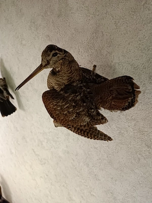 Verschiedene Tierpräparate zu verkaufen  Bild 7
