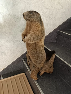 Verschiedene Tierpräparate zu verkaufen  Bild 8