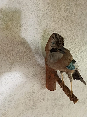 Verschiedene Tierpräparate zu verkaufen  Bild 4