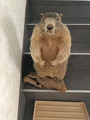 Verschiedene Tierpräparate zu verkaufen  Bild 6
