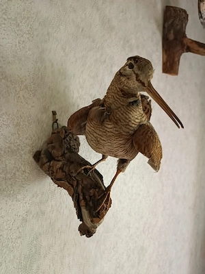 Verschiedene Tierpräparate zu verkaufen  Bild 3