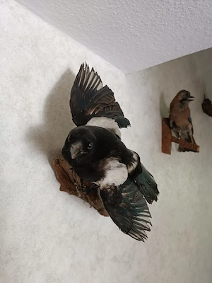 Verschiedene Tierpräparate zu verkaufen  Bild 2