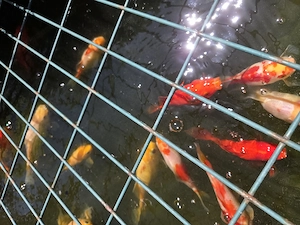 Goldfische für den Teich 
