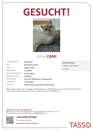 Katze vermisst! Sucher seit gestern meine katze CAMI im Umkreis hittisau bütscheln 