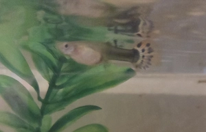Guppy Weibchen zu verschenken
