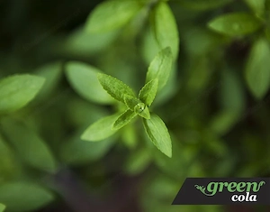 Artikel: 24 Dosen 0 33l Green Cola Stevia Koffein Zuckerfrei Hochwertiger Artikel aus unserem Online Bild 4