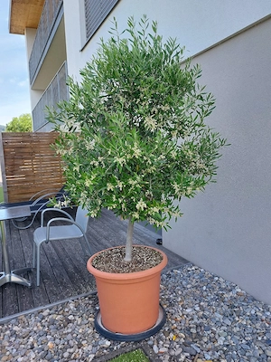 Olivenbaum