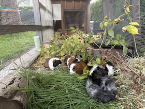 Meerschweinchen dreifärbig zu verschenken