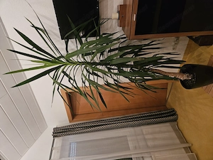 Yucca-Palme gepflegt  Bild 2