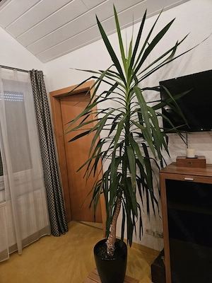 Yucca-Palme gepflegt  Bild 2