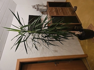 Yucca-Palme gepflegt 