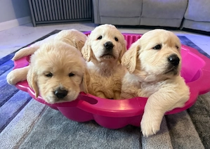 Wunderschöne, kräftige Golden-Retriever-Welpen Bild 4