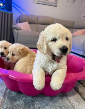 Wunderschöne, kräftige Golden-Retriever-Welpen Bild 2