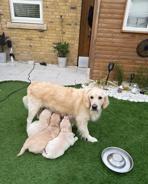 Wunderschöne, kräftige Golden-Retriever-Welpen Bild 5