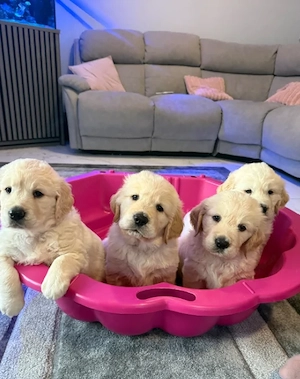 Wunderschöne, kräftige Golden-Retriever-Welpen Bild 3